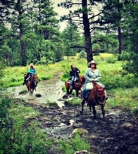 Three riders on a pine forest trail